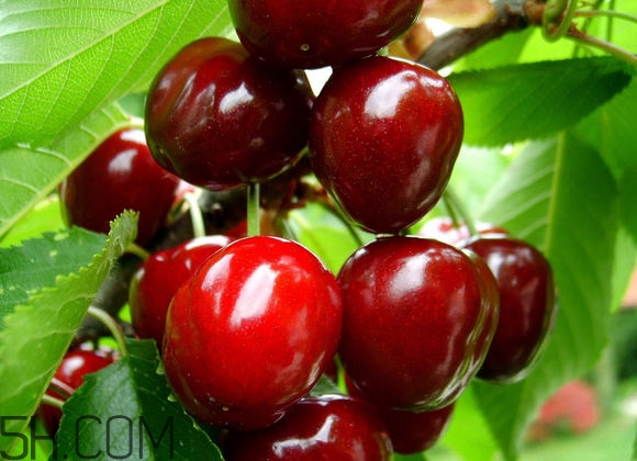 如何挑選車厘子？新鮮車厘子的挑選方法？