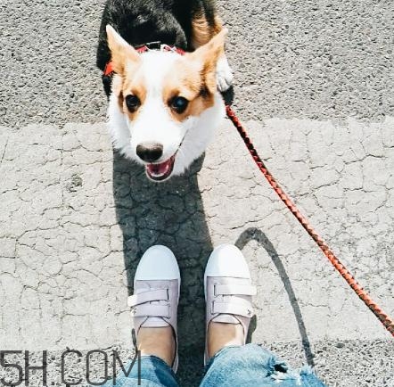 keddo是什么牌子？keddo是什么檔次？