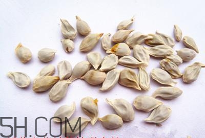 不小心吃了橘子籽怎么辦？橘子籽可以生吃嗎？