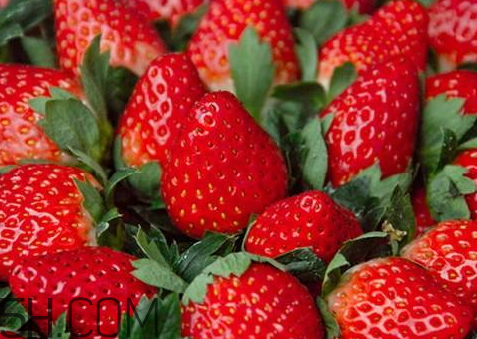 章姬草莓什么季節(jié)種植 章姬草莓好吃嗎 章姬草莓什么季節(jié)種植 章姬草莓好吃嗎