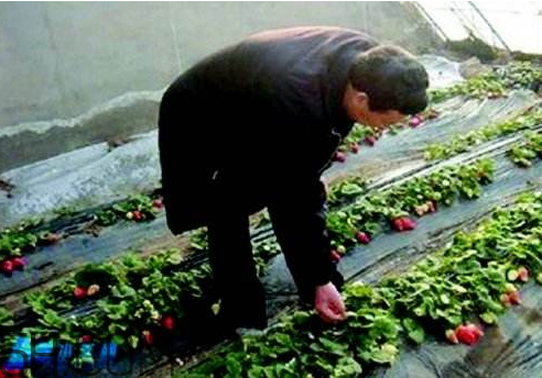 草莓冬天會(huì)凍死嗎 草莓會(huì)凍壞嗎 草莓冬天會(huì)凍死嗎 草莓會(huì)凍壞嗎