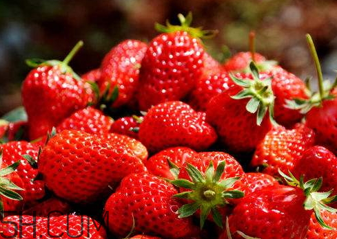 草莓冬天會(huì)凍死嗎 草莓會(huì)凍壞嗎 草莓冬天會(huì)凍死嗎 草莓會(huì)凍壞嗎