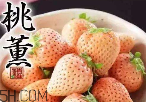 ?桃熏草莓多少錢一斤 桃熏草莓是轉(zhuǎn)基因嗎 ?桃熏草莓多少錢一斤 桃熏草莓是轉(zhuǎn)基因嗎