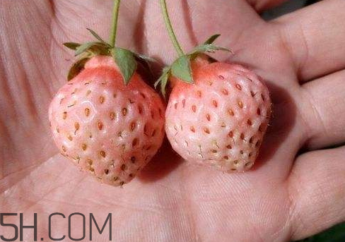 ?桃熏草莓多少錢一斤 桃熏草莓是轉(zhuǎn)基因嗎 ?桃熏草莓多少錢一斤 桃熏草莓是轉(zhuǎn)基因嗎