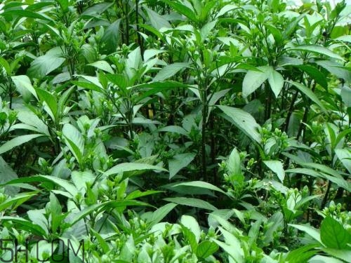 流鼻血喝板藍(lán)根有用嗎？什么樣的流鼻血適合喝板藍(lán)根？