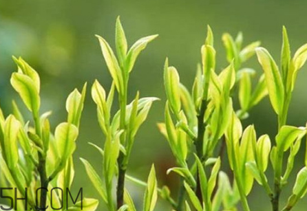 茶樹精油可以直接涂在臉上嗎？茶樹精油的功效與作用？