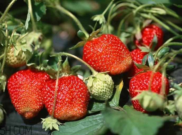 草莓和蝦能一起吃嗎？吃完蝦多久能吃草莓？