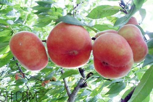 蟠桃的營養(yǎng)價(jià)值有哪些？蟠桃的吃法有哪些？