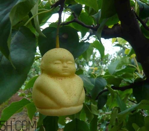 女人吃人參果有哪些好處？人參果的營養(yǎng)價值是什么？