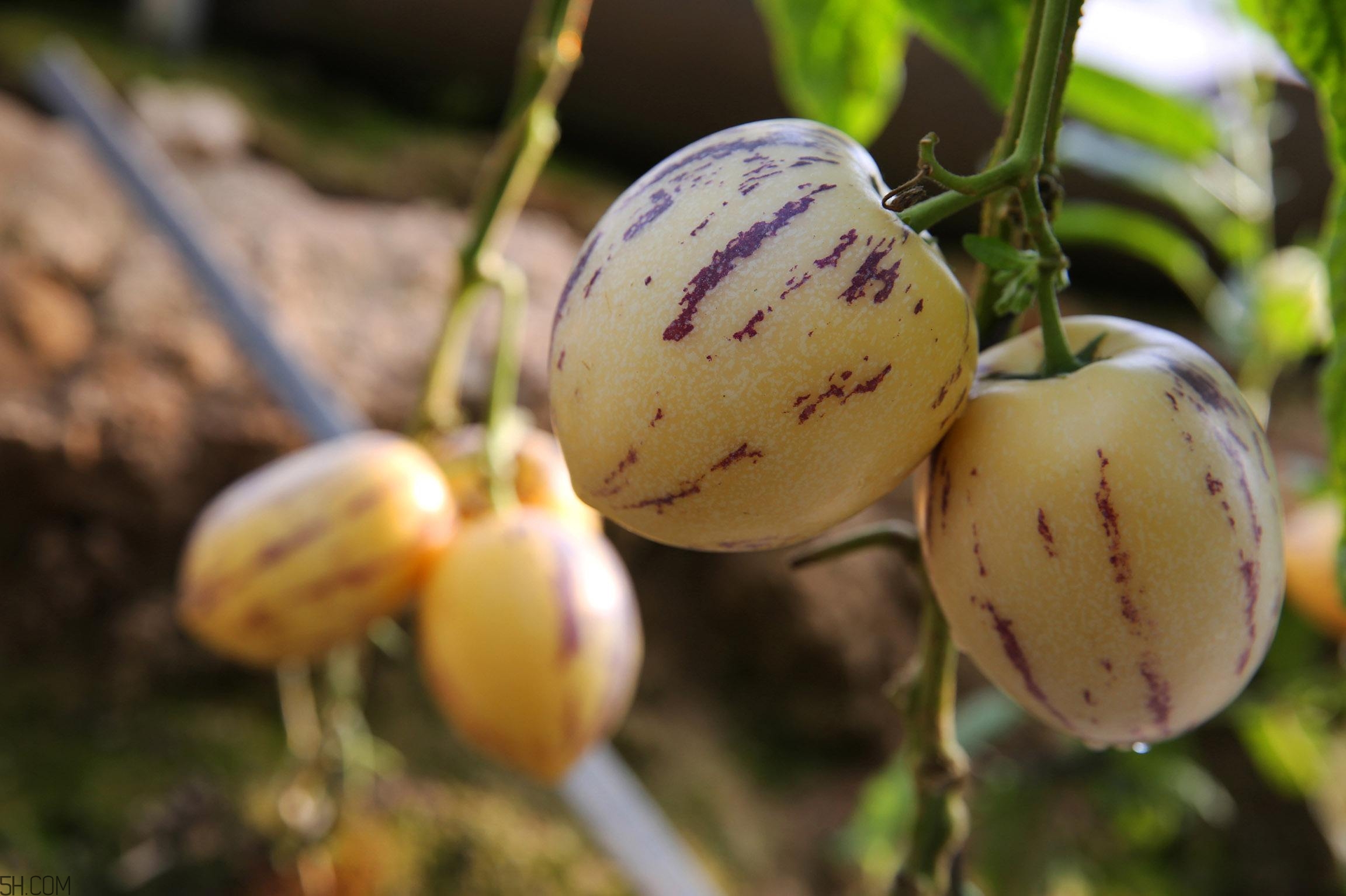 女人吃人參果有哪些好處？人參果的營養(yǎng)價值是什么？