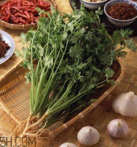 香菜根煮水能減肥嗎？香菜根煮水能天天喝嗎？