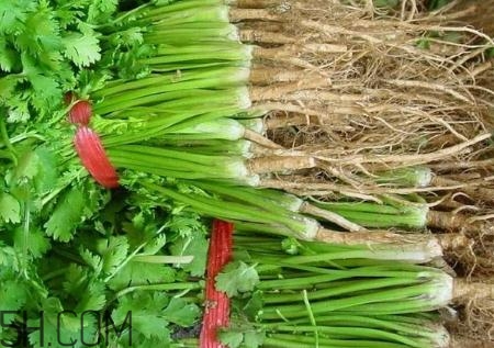 香菜根煮水能治濕疹嗎？香菜根煮水孕婦能喝嗎？