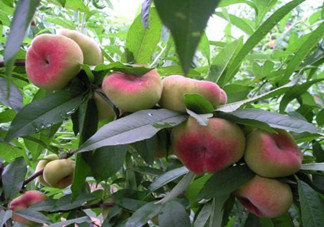 蟠桃怎么挑選？蟠桃怎么保鮮？