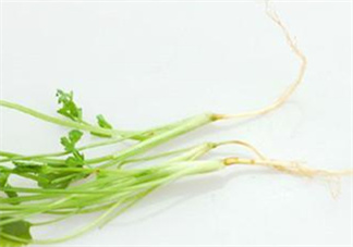 香菜根煮水怎么煮？香菜根煮水喝幾天見效？