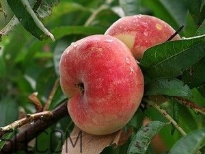 蟠桃怎么挑選？蟠桃怎么保鮮？