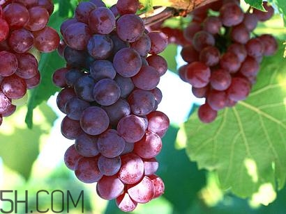 老年人吃葡萄有哪些好處？吃葡萄的注意事項是什么？