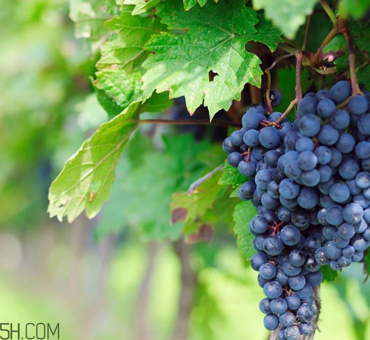 老年人吃葡萄有哪些好處？吃葡萄的注意事項是什么？