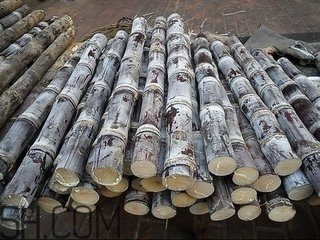 吃完甘蔗多久可以吃柿子？甘蔗和柿子一起吃了怎么辦？