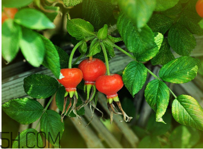 unichi玫瑰果膠囊能美白祛斑嗎？unichi玫瑰果膠囊有副作用嗎？