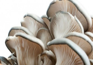 平菇可以和雞蛋一起做湯嗎？平菇和木耳能一起吃嗎？