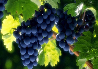 老年人吃葡萄有哪些好處？吃葡萄的注意事項(xiàng)是什么？