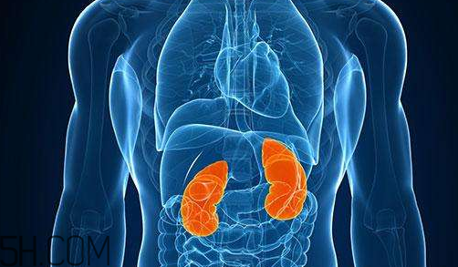 腎不好會早衰越長越矮？護(hù)腎千金方早用早好