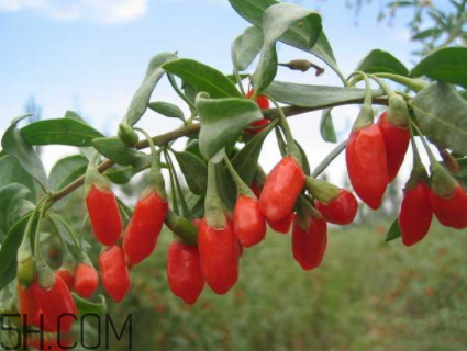 枸杞是小人參？正確食用枸杞能抗腫瘤