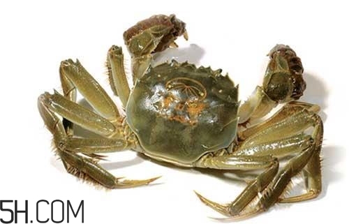 冬天可以吃大閘蟹嗎？冬天怎么吃大閘蟹？