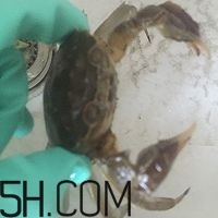 冬天可以吃大閘蟹嗎？冬天怎么吃大閘蟹？