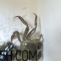 冬天可以吃大閘蟹嗎？冬天怎么吃大閘蟹？