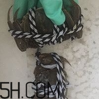 冬天可以吃大閘蟹嗎？冬天怎么吃大閘蟹？