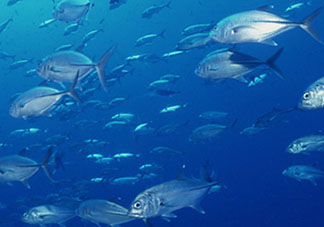 biopharma魚(yú)油功效 挪威biopharma魚(yú)油怎么吃？