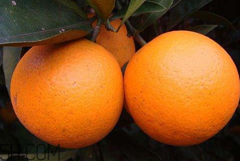 冰糖橙可以治咳嗽嗎？鹽蒸橙子快速治咳嗽