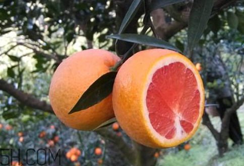 冰糖柑上火嗎？好吃不上火