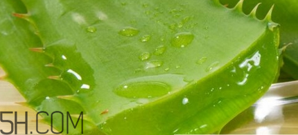 蘆薈膠可以敷一晚上嗎？蘆薈膠堵塞毛孔的錯誤用法