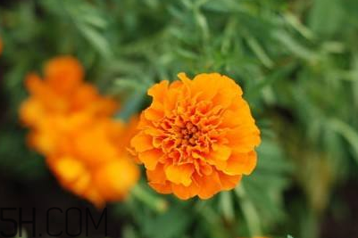 近視和葉黃素缺乏有關(guān)？盤(pán)點(diǎn)葉黃素的重要性