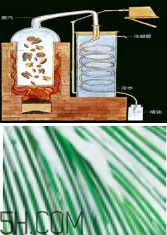 自然堂雪松精油怎么樣？雪松御齡綻放年輕光彩