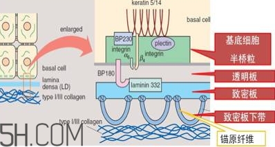 自然堂雪松精油怎么樣？雪松御齡綻放年輕光彩
