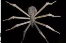 巴克球多少錢一盒？低價(jià)格的網(wǎng)紅玩具