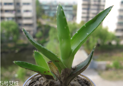 蘆薈泡酒能治腳氣嗎？蘆薈膠主要是細(xì)菌殺毒