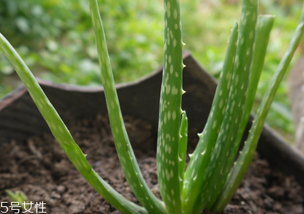 寶寶擦傷臉能用蘆薈膠嗎？寶寶使用蘆薈膠的注意事項
