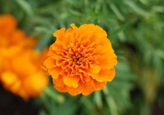 近視和葉黃素缺乏有關(guān)？盤點葉黃素的重要性