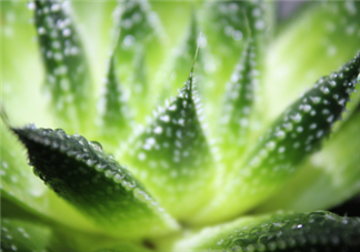 蘆薈泡酒能治腳氣嗎？蘆薈膠主要是細菌殺毒