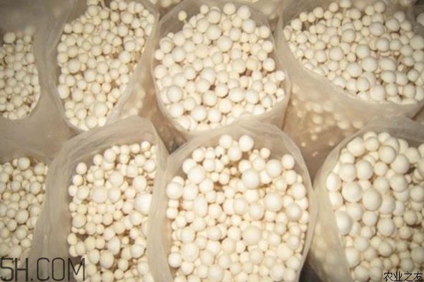 金針菇的食用禁忌有哪些？金針菇四大禁忌