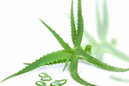 蘆薈泡酒能治腳氣嗎？蘆薈膠主要是細(xì)菌殺毒