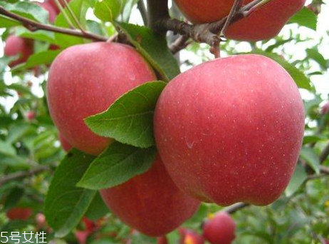 蘋果對吸煙人士有什么好處？抗氧化劑減緩肺部受損