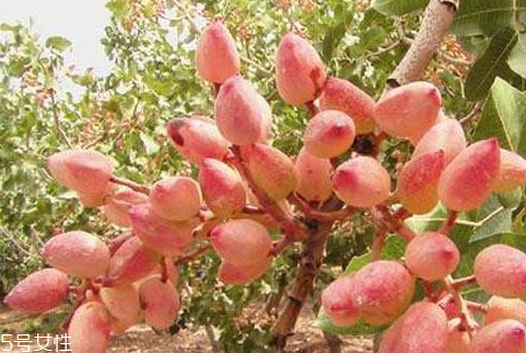 開心果樹什么時(shí)候種植成活率高 手把手教你種植開心果 開心果樹什么時(shí)候種植成活率高 手把手教你種植開心果