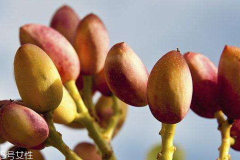 開心果樹什么時(shí)候種植成活率高 手把手教你種植開心果 開心果樹什么時(shí)候種植成活率高 手把手教你種植開心果