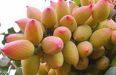 開心果樹什么時(shí)候種植成活率高 手把手教你種植開心果 開心果樹什么時(shí)候種植成活率高 手把手教你種植開心果