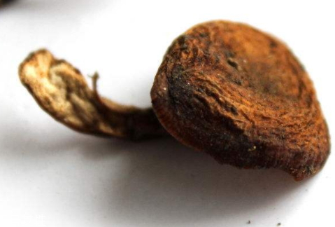 野生榛蘑多少錢(qián)一斤 榛蘑價(jià)格行情變化